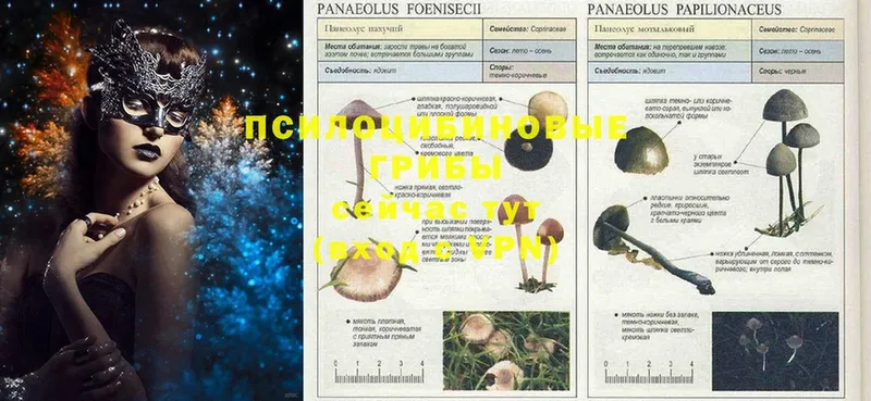 Псилоцибиновые грибы MAGIC MUSHROOMS  даркнет сайт  Череповец 